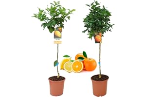 VIPARPLANT Pack Limonero - Naranjo - Pomelo - Mandarino Planta Natural - (Altura 110 Cm) Maceta 22 cm (Pack Limonero + Naranjo)