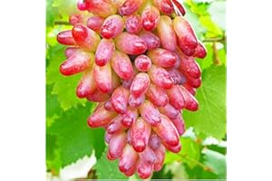 ZZNCHH Ggrape Bare Root, Excellent Display,Good for Containers Finger Grape Root, Grape Vine Plant-5 Roots-A
