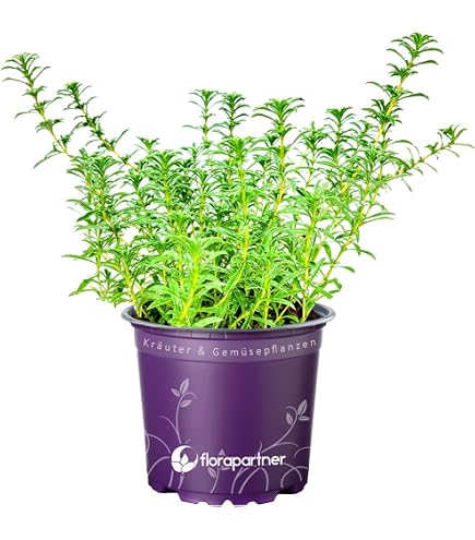 Indian Mint Hngeminze Satureja douglasii Kruter Pflanzen 2stk. :  Amazon.de: Garten