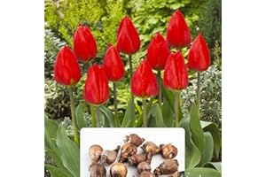 BOTANICAL BLISS 5 Tulip Red Revival Bulbs - Vibrant Spring Blooms to Enhance Your Garden – Beautiful Bright Red Flowers – Cultivated for UK Climate Conditions
