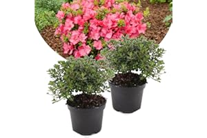 Plant in a Box - Rhododendron azalea Anouk Japon - Set de 2 - Arbuste exterieur robuste jardin persistant haie - Pot 17cm - Hauteur 25-40cm