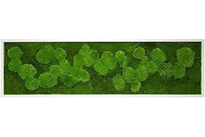 MOOS DESIGN Moosbild Pflanzenbild mit Kugelmoos und Flachmoos versch. Maße günstig (Weiß, 140x40 cm)