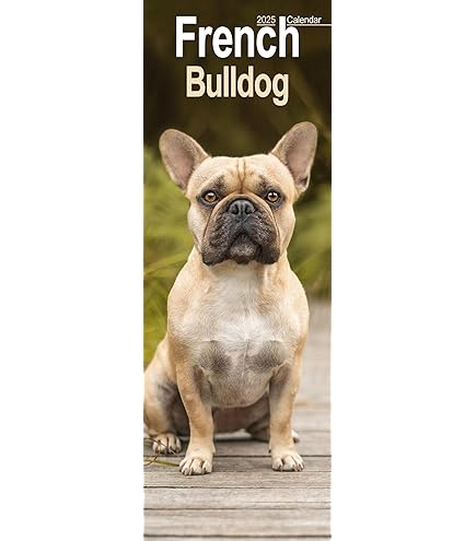 Calendrier 2026 En Francais French Bulldog Slim Calendar 2026 | Dog Breed Slimline Calendar Calendrier De Table 2026 En Français