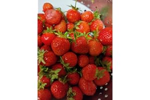 Strawberry Christine - Early Season Fast Growing Plug Plants - Flowering June - Sent Bare Root || METCHAR Garden || (20x)