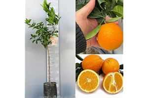 SAVINI VIVAI L'ARTE DI FARE NATURA SAVINI VIVAI Pianta di Arancio Albero di Agrumi Arancio Dolce a Polpa Gialla Washington Navel in Fitocella Altezza 100-120 cm di 1 Anno di innesto Made Italy