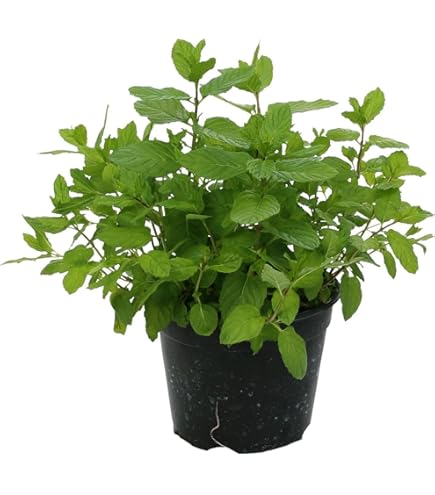 Pianta Di Mentuccia Romana In Vaso Ø14 Cm - Aromatica Per Giardino E Balcone, Resistente E Profumata - Foto 10