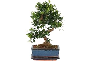 Plant in a Box - Carmona microphylla - Hauteur 20-25cm - Bonsaï Carmona Forme en S - Pot 15cm