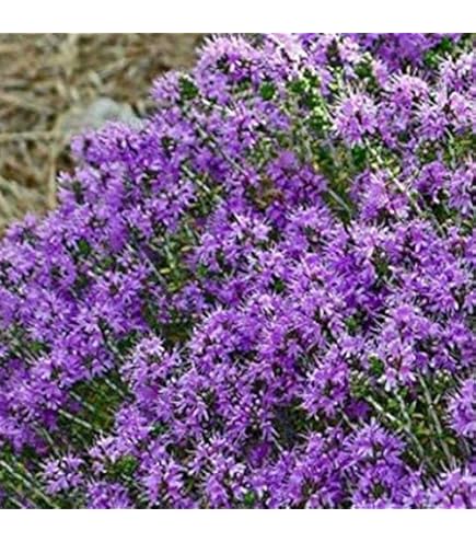 Semi Di Timo Selvatico Thymus Vulgaris - 1000 Semi, Per Giardino, Erbe Aromatiche - Foto 3
