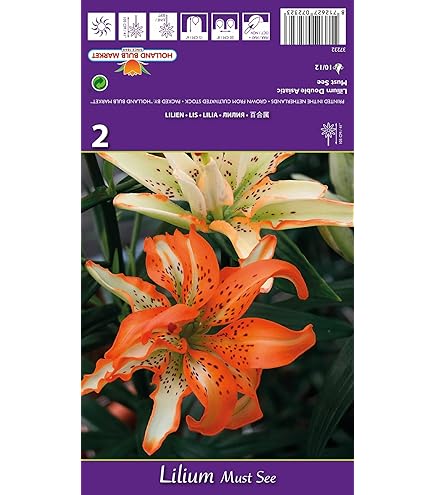 Giglio Arancione Immagine Stock. Immagine Di Felice, Giorno - 16554451 - Foto 6