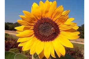 SVI 100 géant gris à rayures Tournesols, Helianthus annuus, Heieloom Graines bio