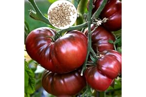 lamphle Semillas de Tomate, Negro, Buena Cosecha, bajo en Grasa, Semillas de Vegetales para Plantar