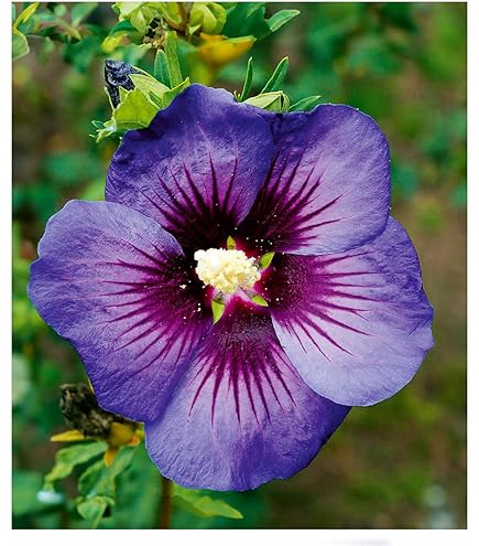 Hibiscus Knollen Winterhart - Mehrjährige Gartenpflanzen Für Beet & Kübel
