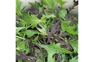 THOMPSON & MORGAN Salad Leaves 'Four Colour Mizuna Mixed' 1x Seed Packet by Thompson and Morgan