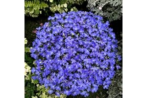 EYSII Tapis bleu Lobelia Erinus demi-lune fleurs graines 30+ pour la plantation de jardinage