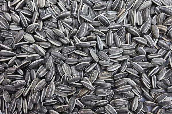 20 kg de graines de tournesol rayées pour oiseaux
