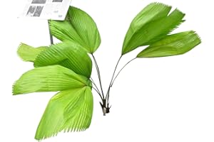 10 Semillas -Licuala grandis-By Samenchilishop