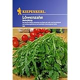 Löwenzahn mehrjährig