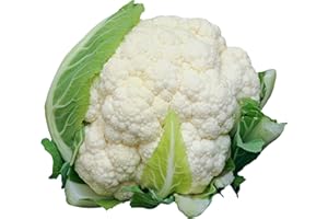 ACQUA TOWER GROWING SYSTEMS Winter Vegetable Plants, Mixed Multi-Pack Bundle, Cabbages, Cauliflowers, Broccoli, Brussels, 24 x Plug Plant Pack, Grow Your Own, Garden Ready and Ready to Plant, Premium Quality Vegetables