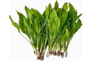 GENERISCH 5 Einzelne Echinodorus Bleheri, Echinodorus bleheri, breitblättrige Amazonasschwertpflanze - Marke Daxton-Plant