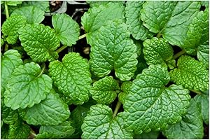 PREMIER SEEDS DIRECT - HERB - Lemon Balm - Melissa OFFICINALIS - 2500 Seeds