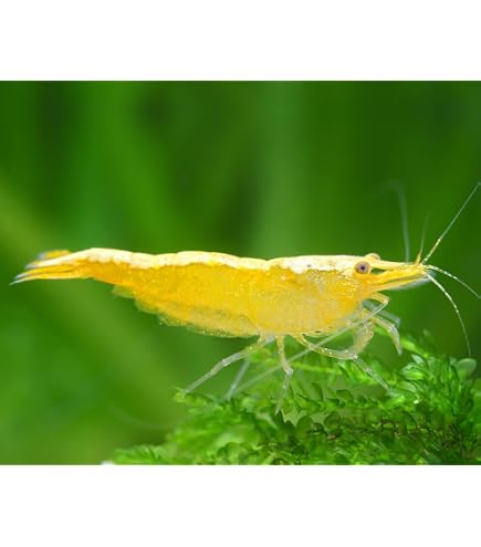 Lot De 10 Crevettes D'aquarium Orange - Neocaridina - 1,5-2 Cm - Élevées En Belgique, Adaptées à L'eau Du Robinet - 4