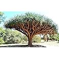 10 Semi Di Dracaena Draco - Albero Sangue Di Drago Raro Per Bonsai - Foto 4