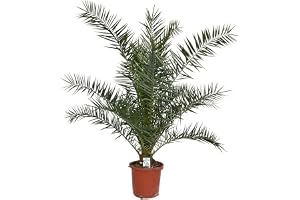 Blumen-Senf Kanariedalm 120-150 cm - Phoenix canariensis - fenix palm