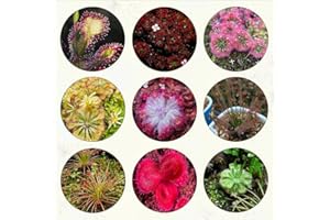 WJKWY-Q Fleischfressende Pflanzen Sonnentau Samen - Drosera Capensis - Sukkulenten Succulent Plants - Garden Gartenpflanzen Winterhart Pflanzensamen Zimmerpflanzen Geschenk Für Pflanzenliebhaber 120 Stück