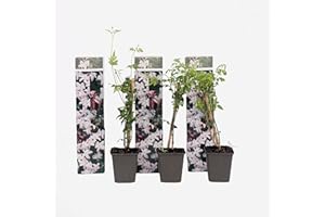 Plant in a Box - Jasminoides 'Officinale' - Set de 3 - Jasmin plante etoile grimpant - Fleurs blanc - Pot 9cm - Hauteur 25-40cm