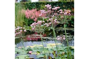 Bloomique - Butomus umbellatus - Flor de los cisnes - Plantas de estanque - Resistente al frío - Altura 15-25 cm - Maceta 9 cm