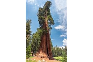 GROW YOUR SECRET GARDEN Giant Sequoia 10 Seeds (Sequoiadendron giganteum) Unique Bonsai/Easy to Grow