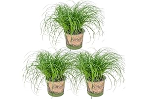 Bloomique - Set de 3 - Cyperus ‘Zumula’ - Hierba para gatos - Planta de interior - Apta para mascotas - Altura 20-30 cm - Maceta 12 cm