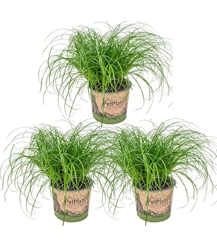 Echtes Katzengras - pflegeleichte Zimmerpflanze, Cyperus alternifolius  "Zumula" - Hhe ca. 30 cm, Topf- 12 cm : Amazon.de: Garten