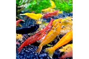 Aqua Breeding Skill Lot de 10 crevettes d'aquarium vivantes Neocaridina de différentes Couleurs, Crevettes Vivantes pour Aquarium, Taille 1-1,5 cm, aquariophilie