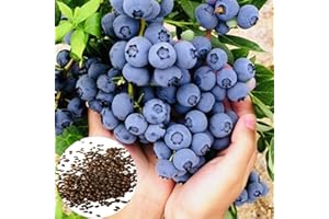 Luojuny Graines de myrtille, 150 graines de myrtille non OGM Graines de fruits de jardin de myrtille douce Fournitures de ferme Des graines