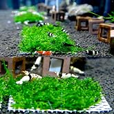 Woof Aquarium Wire Wrapped Willow Moss 10x10cm Wonderful Decor New Wrap