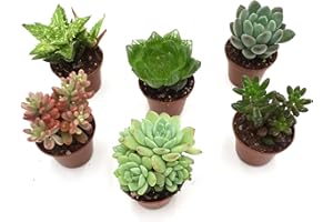 Rabatini Sukkulenten Echte Pflanzen Lebend Mix und Kakteen Echte Pflanze, Set aus 6 Echten Voll Verwurzelten Kleinen Zimmerpflanzen, Höhe ca. 6–12 cm, im Ø 5cm Topf