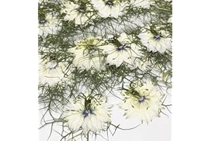 HANDI-KAFU 12 Stück weiße Nigella Damascena echte natürliche getrocknete gepresste Blumen für Harz Kunst Handwerk DIY