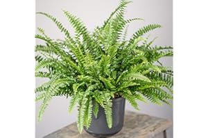 GARDENERSDREAM Stunning Boston Fern | Indoor Home or Office Plant | 25-35cm (Incl. Pot)