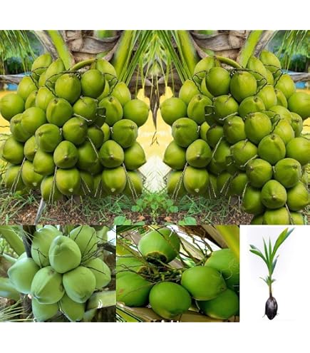 Greenish Valley Dwarf Rare Exotic Coconut Live Plants Combo (3
