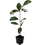 Seedeo® Pekannuss (Carya illinoinensis) ca. 20 cm - 30 cm