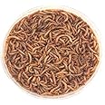 The Mealworm Company LIVEFOODS DIRECT M500G Live Mini Mealworms 500g 9-13mm