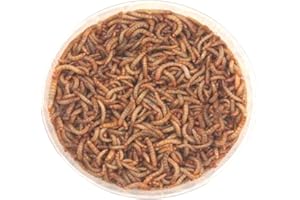 The Mealworm Company LIVEFOODS DIRECT Live Mini Mealworms Tub 55g Livefoods Direct Reptile 9-13mm
