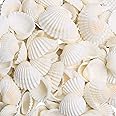 SKOOLOVE 80 PCS Sea Shells 2-3 CM White Small Seashells for Crafting ...