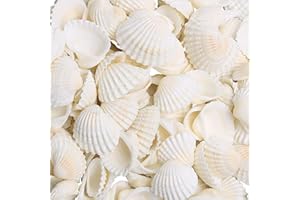 SKOOLOVE 80 PCS Sea Shells 2-3 CM White Small Seashells for Crafting, Crafts DIY Painting Beaching Wedding Decoration, Beach Natural Shells Bulk(210g)