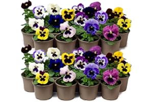 TROPICAL PLANTS UK 9 x Jumbo Flowering Pansies - Grow Your own Winter Flowering Bedding, Garden Ready & Each Delivered in Plant Pot, Outdoor Plants Great for Hanging Basket or Gifts