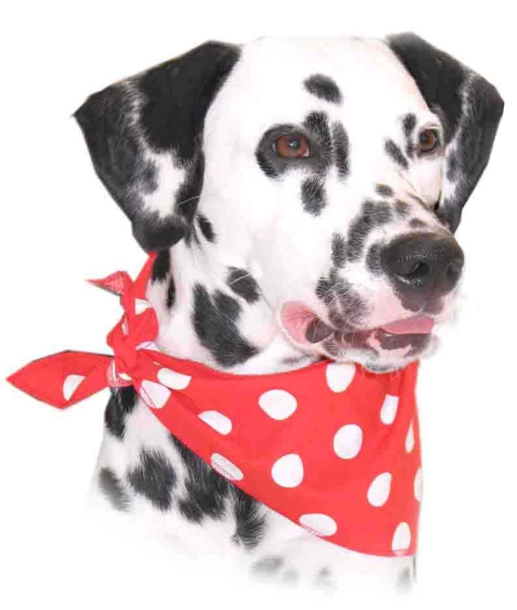 Cosipet Bandana, Red