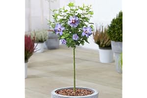 GARDENERSDREAM Hibiscus Oiseau Blue Tree | Deciduous Rose of Sharon Trees for Small Gardens | Standard Lollipop Stem | Potted Ornamental Plants (70-80cm (Incl. Pot))