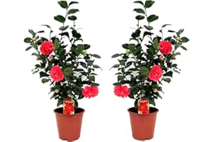 Plant in a Box - Camellia Japonica - Set di 2 - Rosa giapponese - Pianta da giardino - Vaso 19cm - Altezza 60-70cm