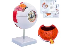 YONGYUN Modello di occhio umano per anatomia, modello di occhio 6 volte ingrandito con 12 segni anatomici e base espositiva per l'insegnamento scolastico, l'insegnamento medico (modello di occhio)